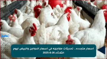 أسعار متجددة.. تحديثات مفاجئة في أسعار الدواجن والبيض ليوم الثلاثاء 26-8-2025